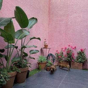  Les plantes d'Ella Newton dans le jardin de sa maison
